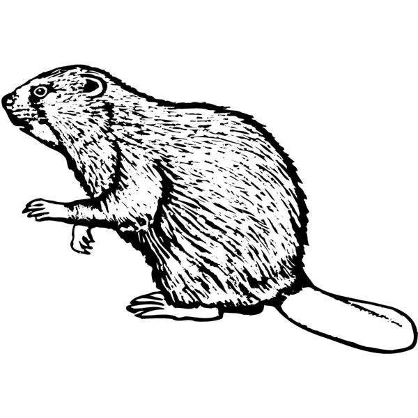 BEAVER03 Thumbnail